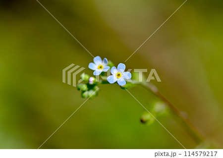 キュウリグサ 114579217