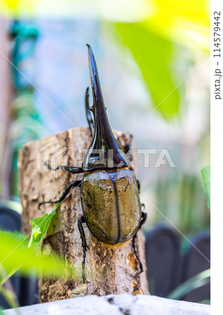 ヘラクレスオオカブト 114579442