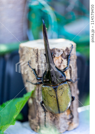 ヘラクレスオオカブト 114579450