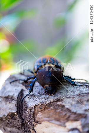 ヘラクレスオオカブト 114579456