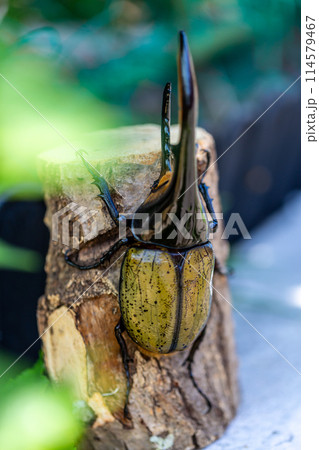 ヘラクレスオオカブト ヘラクレスオオカブト 114579467