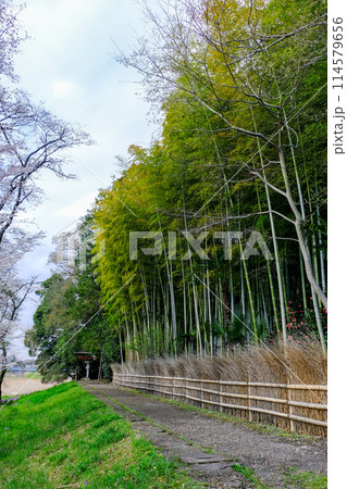 東京都 羽村市 春 阿蘇神社 参道 玉川沿いの遊歩道 東京都 羽村市 春 阿蘇神社 参道 玉川沿いの遊歩道 114579656