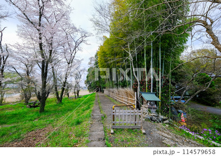 東京都 羽村市 春 阿蘇神社 参道 玉川沿いの遊歩道 東京都 羽村市 春 阿蘇神社 参道 玉川沿いの遊歩道 114579658