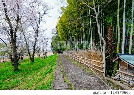 東京都 羽村市 春 阿蘇神社 参道 玉川沿いの遊歩道 東京都 羽村市 春 阿蘇神社 参道 玉川沿いの遊歩道 114579660
