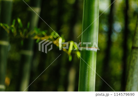 竹林 114579690
