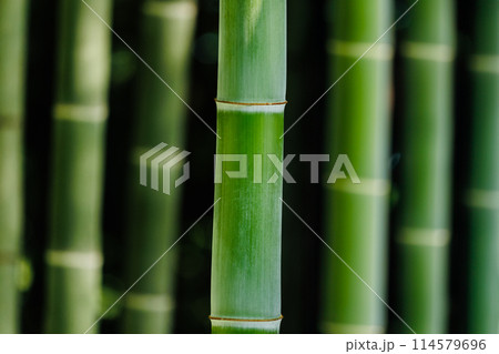 竹林 114579696