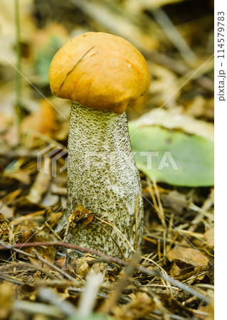 An edible aspen mushroom growing in the forest. Mushrooms in the forest. Mushroom picking 114579783