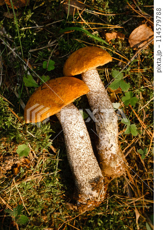 Two red aspen trees grow in the forest. Mushrooms in the forest. Mushroom picking 114579788