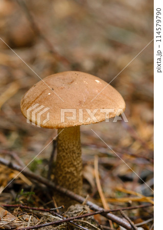 In the forest grows a magnificent mushroom podberezovik. Forest mushrooms 114579790