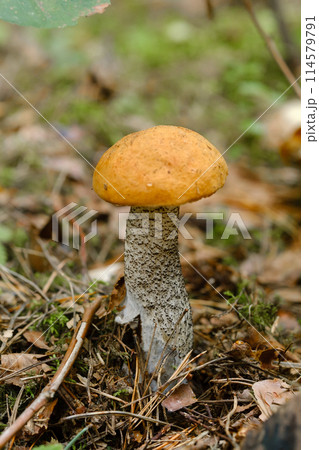 An edible aspen mushroom growing in the forest. Mushrooms in the forest. Mushroom picking 114579791