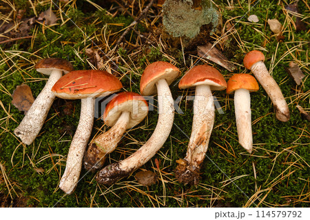 A lot of cut red aspen mushrooms . Mushrooms in the forest. Mushroom picking 114579792