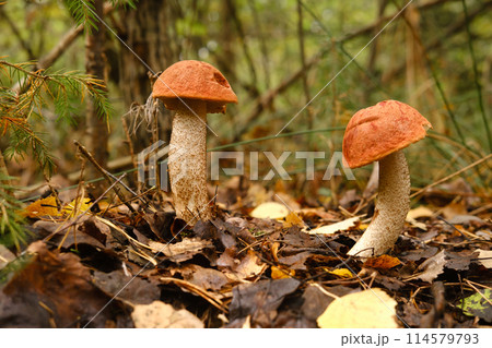 Two red aspen trees grow in the forest. Mushrooms in the forest. Mushroom picking 114579793