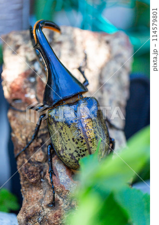 ヘラクレスオオカブト 114579801