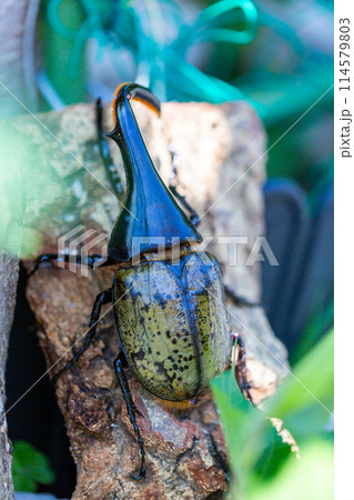 ヘラクレスオオカブト 114579803