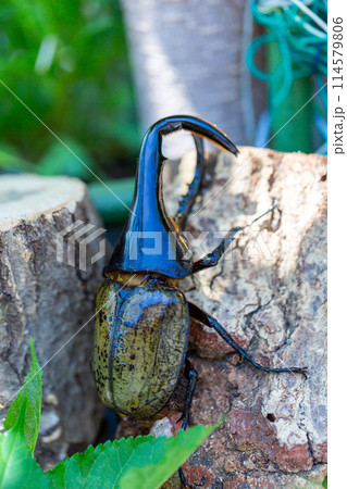 ヘラクレスオオカブト 114579806