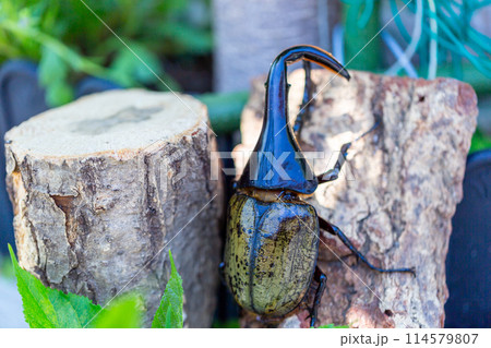 ヘラクレスオオカブト 114579807