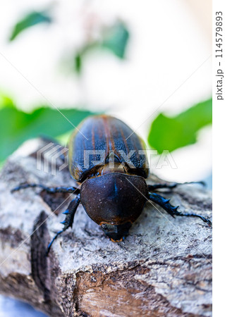 ヘラクレスオオカブト 114579893