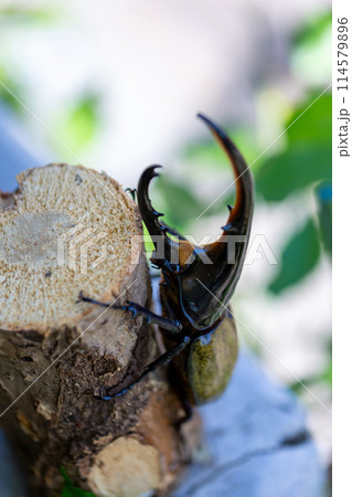 ヘラクレスオオカブト 114579896