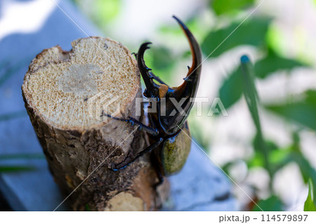 ヘラクレスオオカブト 114579897