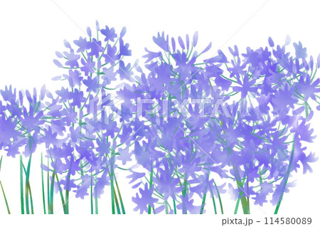 アガパンサスの花のカード1 114580089