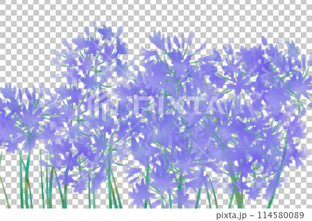 アガパンサスの花のカード1 114580089