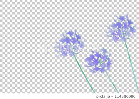 アガパンサスの花のカード2 114580090