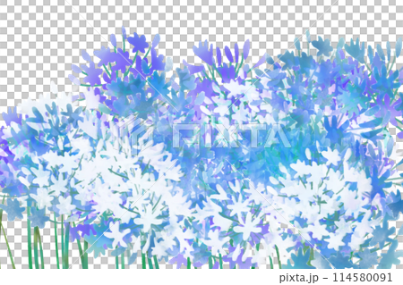 百子蓮花卡 3 114580091