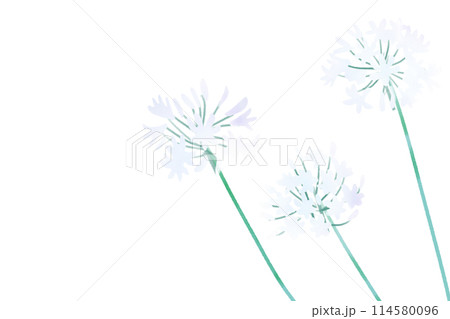 アガパンサスの花のカード8 114580096
