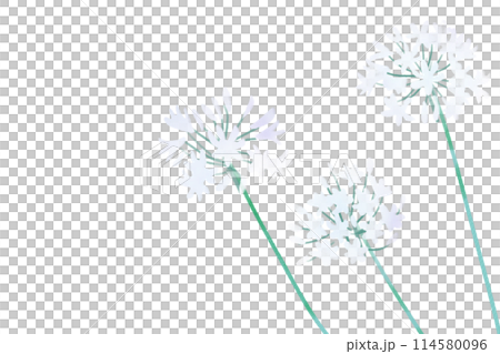 アガパンサスの花のカード8 114580096