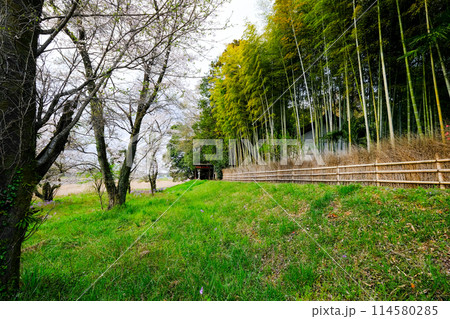 東京都 羽村市 春 阿蘇神社 参道 玉川沿いの遊歩道 東京都 羽村市 春 阿蘇神社 参道 玉川沿いの遊歩道 114580285