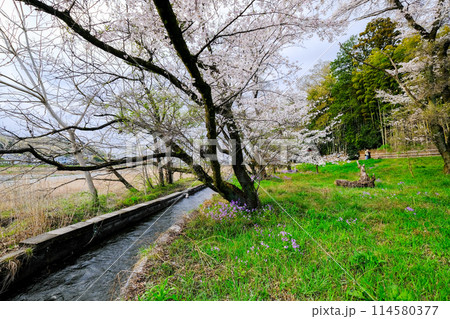 東京都 羽村市 春 阿蘇神社 参道 多摩川沿いの遊歩道からの眺め 東京都 羽村市 春 阿蘇神社 参道 多摩川沿いの遊歩道からの眺め 114580377