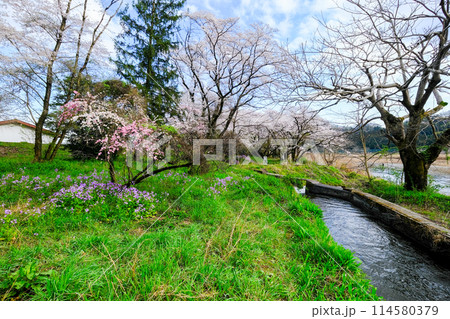 東京都　羽村市　春　阿蘇神社　参道　多摩川沿いの遊歩道からの眺め 114580379