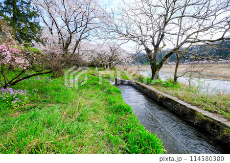 東京都　羽村市　春　阿蘇神社　参道　多摩川沿いの遊歩道からの眺め 114580380