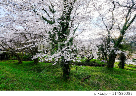東京都 羽村市 春 阿蘇神社 参道 多摩川沿いの遊歩道からの眺め 東京都 羽村市 春 阿蘇神社 参道 多摩川沿いの遊歩道からの眺め 114580385