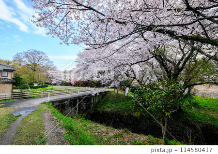 東京都 羽村市 春 阿蘇神社 参道 多摩川沿いの遊歩道 東京都 羽村市 春 阿蘇神社 参道 多摩川沿いの遊歩道 114580417