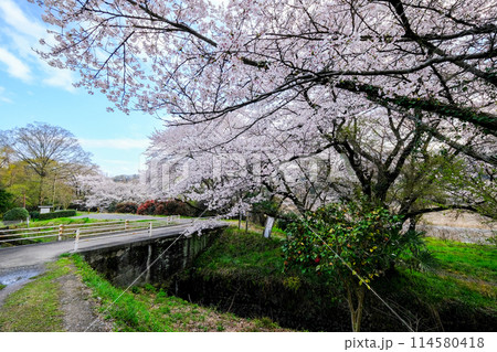 東京都　羽村市　春　阿蘇神社　参道　多摩川沿いの遊歩道 114580418