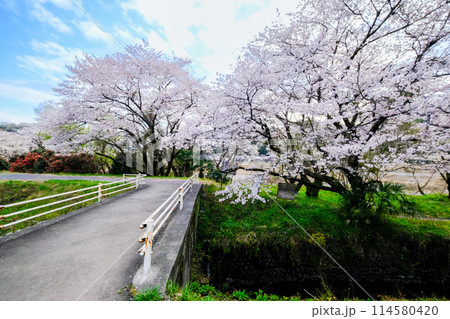 東京都 羽村市 春 阿蘇神社 参道 多摩川沿いの遊歩道 東京都 羽村市 春 阿蘇神社 参道 多摩川沿いの遊歩道 114580420