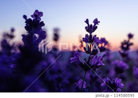 Lavender flower field closeup on sunset, fresh purple aromatic flowers for natural background. Design template for lifestyle illustration. Violet lavender field in Provence, France. 114580595