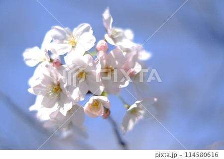桜咲く 114580616