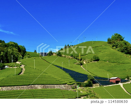 石寺の茶畑 石寺の茶畑 114580630