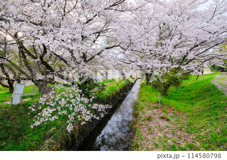 東京都 羽村市 春 阿蘇神社 参道 多摩川沿いの遊歩道からの眺め 東京都 羽村市 春 阿蘇神社 参道 多摩川沿いの遊歩道からの眺め 114580798