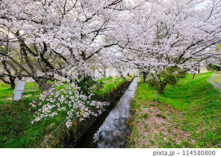 東京都 羽村市 春 阿蘇神社 参道 多摩川沿いの遊歩道からの眺め 東京都 羽村市 春 阿蘇神社 参道 多摩川沿いの遊歩道からの眺め 114580800