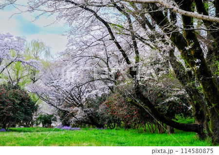 東京都 羽村市 春 阿蘇神社 参道 多摩川沿いの遊歩道からの眺め 東京都 羽村市 春 阿蘇神社 参道 多摩川沿いの遊歩道からの眺め 114580875