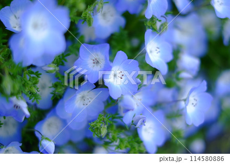 青い花 114580886