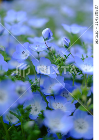 青い花 114580887