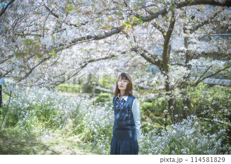桜と女子高生 桜と女子高生 114581829