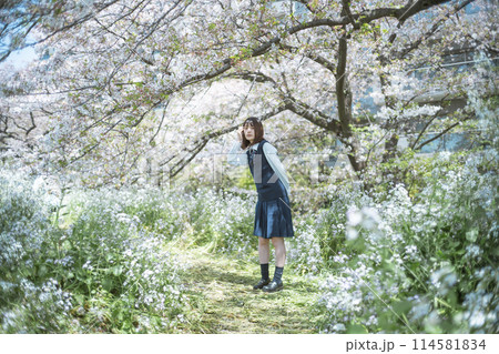 桜と女子高生 桜と女子高生 114581834