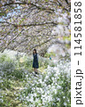 桜と女子高生 114581858