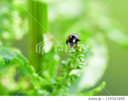 ナミテントウ（紋型） 114581880