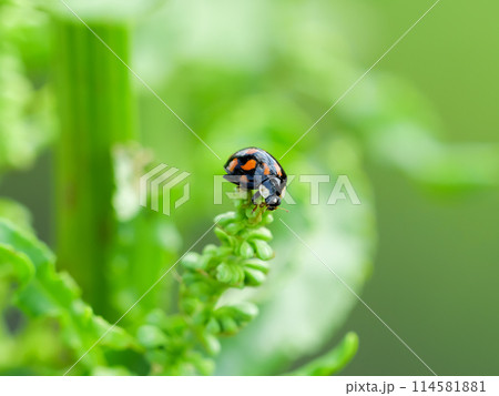 ナミテントウ（紋型） 114581881